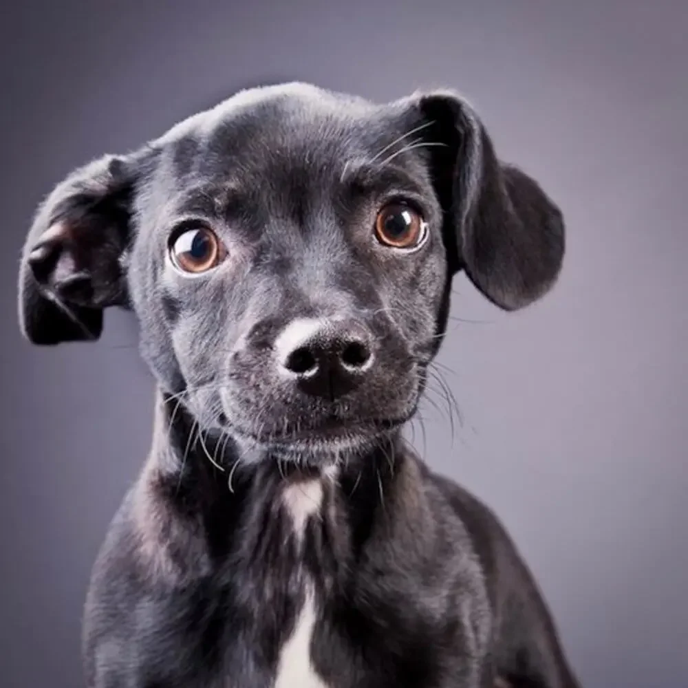 Shelter Puppies by Michael Kloth Book New Dog Adoption Animal Lovers Photos